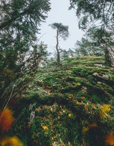 Umělecká fotografie Mysterious autumn forest, tree on a, Milamai, (30 x 40 cm)