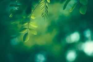 Umělecká fotografie Leaf Background, Jasmina007, (40 x 26.7 cm)