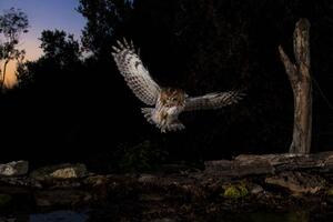 Fotografie Tawny owl flying in the forest at night, Spain, AlfredoPiedrafita