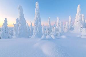 Umělecká fotografie Trees covered with snow at dawn,, Roberto Moiola / Sysaworld, (40 x 26.7 cm)