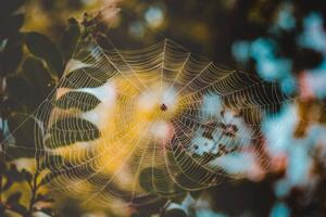 Umělecká fotografie Low angle view of spider on web, Cavan Images, (40 x 26.7 cm)
