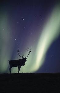 Umělecká fotografie Caribou bull and Aurora Borealis,, Johnny Johnson, (26.7 x 40 cm)