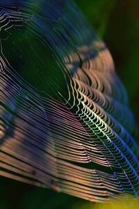 Umělecká fotografie Close-up of spider on web,France, Minh Hoang Cong / 500px, (26.7 x 40 cm)