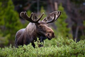 Umělecká fotografie A moose moose in the forest,Fort, Hawk Buckman / 500px, (40 x 26.7 cm)