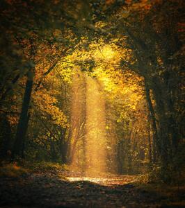Umělecká fotografie Magical forest landscape with sunbeam lighting, FrankyDeMeyer, (35 x 40 cm)