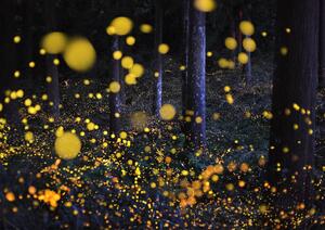 Umělecká fotografie The Galaxy in woods, Nori Yuasa, (40 x 30 cm)