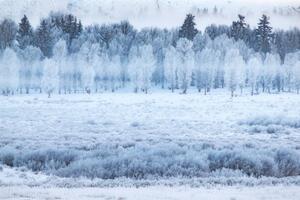 Umělecká fotografie Hoar frosted trees in Jackson, Wyoming,, David Clapp, (40 x 26.7 cm)