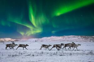 Umělecká fotografie Wild reindeer on the tundra on, Anton Petrus, (40 x 26.7 cm)