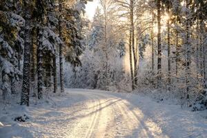 Fotografie Narrow snowy forest road on a sunny winter day, Schon