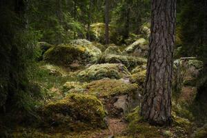 Umělecká fotografie Forest environment in a primeval forest, Schon, (40 x 26.7 cm)