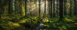 Umělecká fotografie Sunlight streaming through forest canopy illuminated, fotoVoyager, (50 x 20 cm)