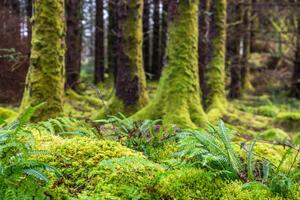 Umělecká fotografie Moss and ferns at old forest, Santiago Urquijo, (40 x 26.7 cm)