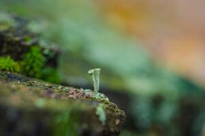 Umělecká fotografie moss forest litter macro, fantastic plants., jinjo0222988, (40 x 26.7 cm)