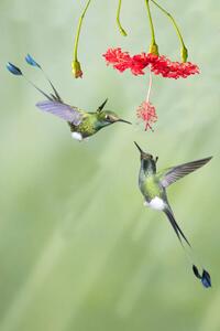 Umělecká fotografie Pair of male Booted Rackettail Hummingbirds, Hal Beral, (26.7 x 40 cm)