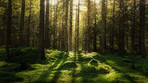 Fotografie Magical fairytale forest., Björn Forenius