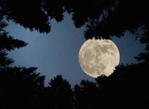 Umělecká fotografie Full super moon over forest, Jasmin Merdan, (40 x 30 cm)