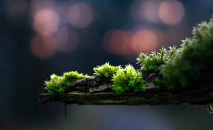 Fotografie close-up of moss on a branch, Alin Boehmer, (40 x 24.6 cm)