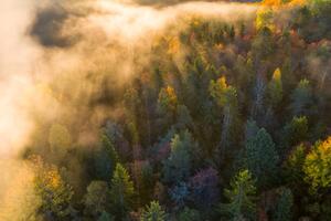Umělecká fotografie Sunrise and morning mist in the forest, Baac3nes, (40 x 26.7 cm)
