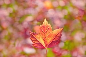 Fotografie Fall leaves, Grant Faint
