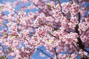 Umělecká fotografie Sweet sakura flower in springtime, somnuk krobkum, (40 x 26.7 cm)