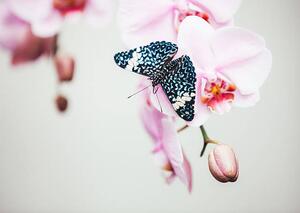 Fotografie Butterfly On Orchid, borchee