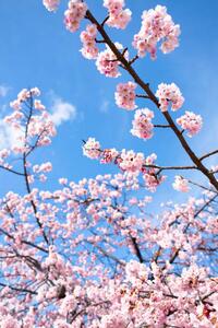 Umělecká fotografie Cherry Blossoms, Masahiro Makino, (26.7 x 40 cm)