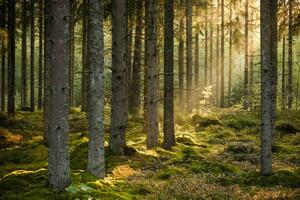 Fotografie Evening sun shining in spruce forest, Schon