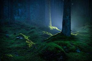 Fotografie Spruce forest with moss at night, Schon, (40 x 26.7 cm)