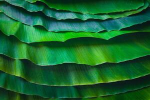Umělecká fotografie Banana leaves are green nature., wilatlak villette, (40 x 26.7 cm)