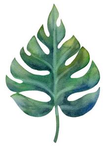 Ilustrace Watercolor green monstera leaf isolated on, Anastasiia Dubitskaia