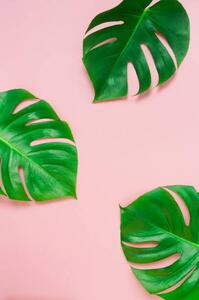 Ilustrace tropical green monstera leaves , branches, IrenaStar