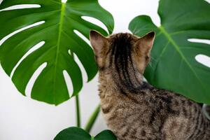 Ilustrace tabby cat kitty playing with monstera, AMphotography, (40 x 26.7 cm)