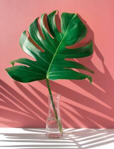 Ilustrace Monstera leaves in glass jug with, HAKINMHAN, (30 x 40 cm)