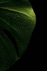Ilustrace young monstera leaf in droplets of water, Serhii_Yushkov