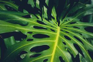 Ilustrace Monstera Philodendron leaves - tropical forest, hanohiki