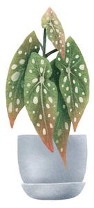 Ilustrace Begonia Maculata, dots. Houseplant in pot., Ilona Myronenko, (40 x 40 cm)