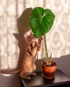Ilustrace Kitten and indoor plant philodendron, Rhisang Alfarid