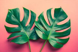 Ilustrace Beautiful monstera leaves on colorful, HAKINMHAN, (40 x 26.7 cm)