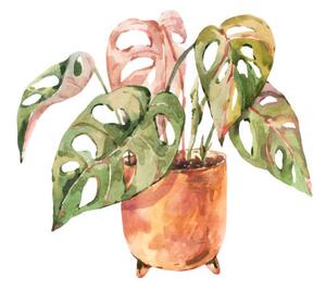 Ilustrace Watercolor indoor plants, monstera urban jungle, Belus, (40 x 40 cm)