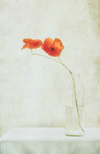 Ilustrace Two Poppies in a Bottle, Delphine Devos, (26.7 x 40 cm)