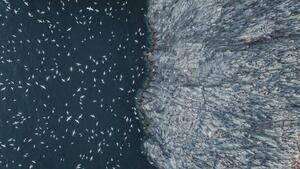 Umělecká fotografie Gannets flying off the edge of, Abstract Aerial Art, (40 x 22.5 cm)