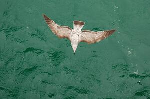 Umělecká fotografie Young Gull, Ade_Deployed, (40 x 26.7 cm)
