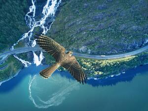 Fotografie Kestrel flying above ocean, rocky land,, Stanislaw Pytel
