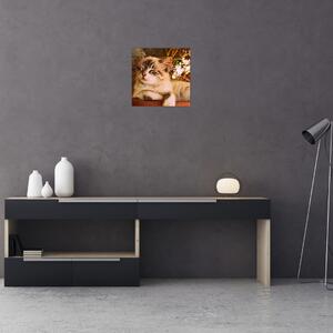 Obraz kočky v květináči (30x30 cm)