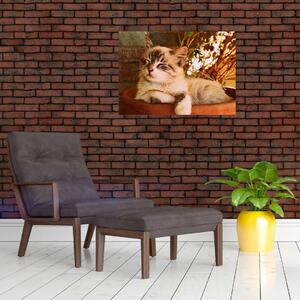 Obraz kočky v květináči (70x50 cm)