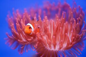 Umělecká fotografie Finding Nemo, Wendy, (40 x 26.7 cm)
