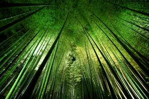 Umělecká fotografie Bamboo night, Takeshi Marumoto, (40 x 26.7 cm)