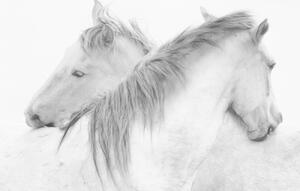 Umělecká fotografie Horses, marie-anne stas, (40 x 26.7 cm)