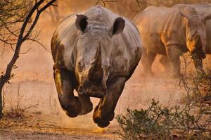 Umělecká fotografie Rhino learning to fly, Justus Vermaak, (40 x 26.7 cm)
