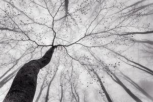 Umělecká fotografie A view of the tree crown, Tom Pavlasek, (40 x 26.7 cm)